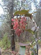 Imagem de Epidendrum radioferens (Ames, F. T. Hubb. & C. Schweinf.) Hágsater