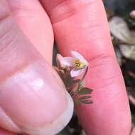 Semiaquilegia adoxoides (DC.) Makino resmi