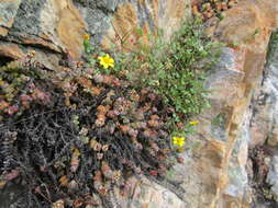 Image of Cineraria lobata subsp. lobata