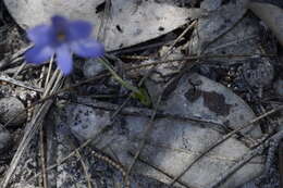 Image de Thelymitra crinita Lindl.