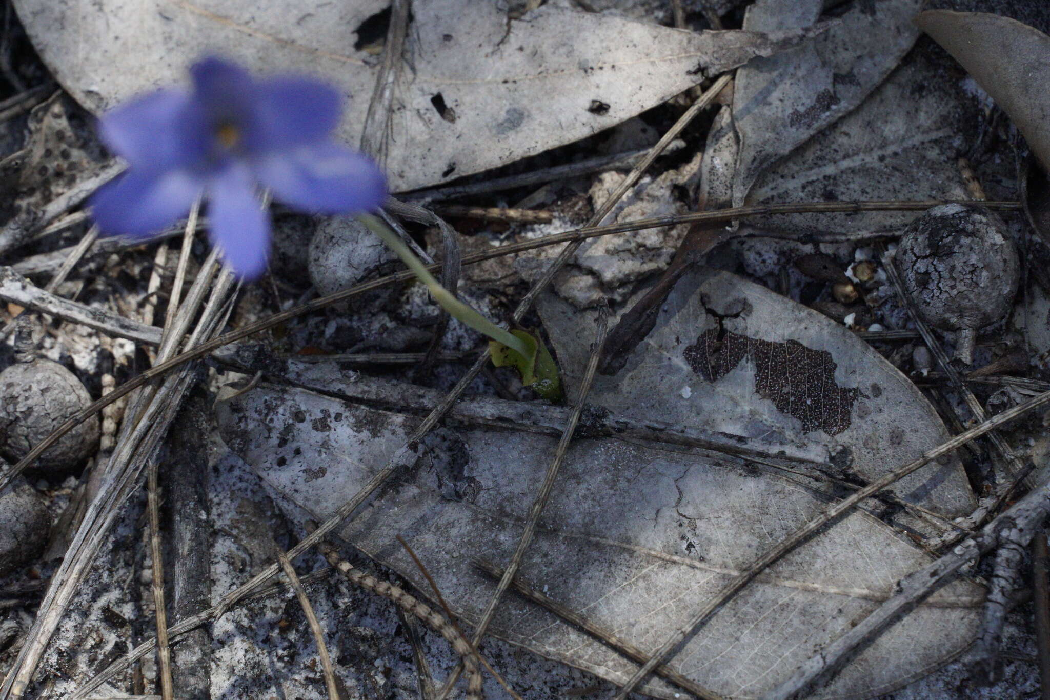 Image de Thelymitra crinita Lindl.