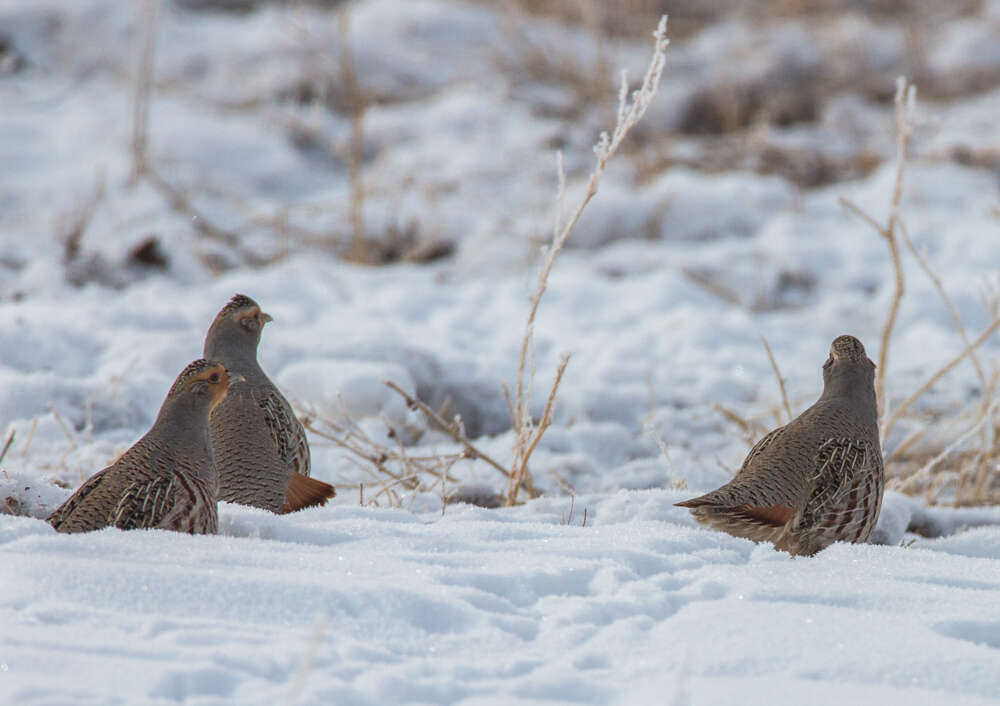 Image of Daurian Partridge