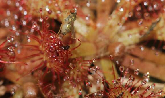 Image of pink sundew