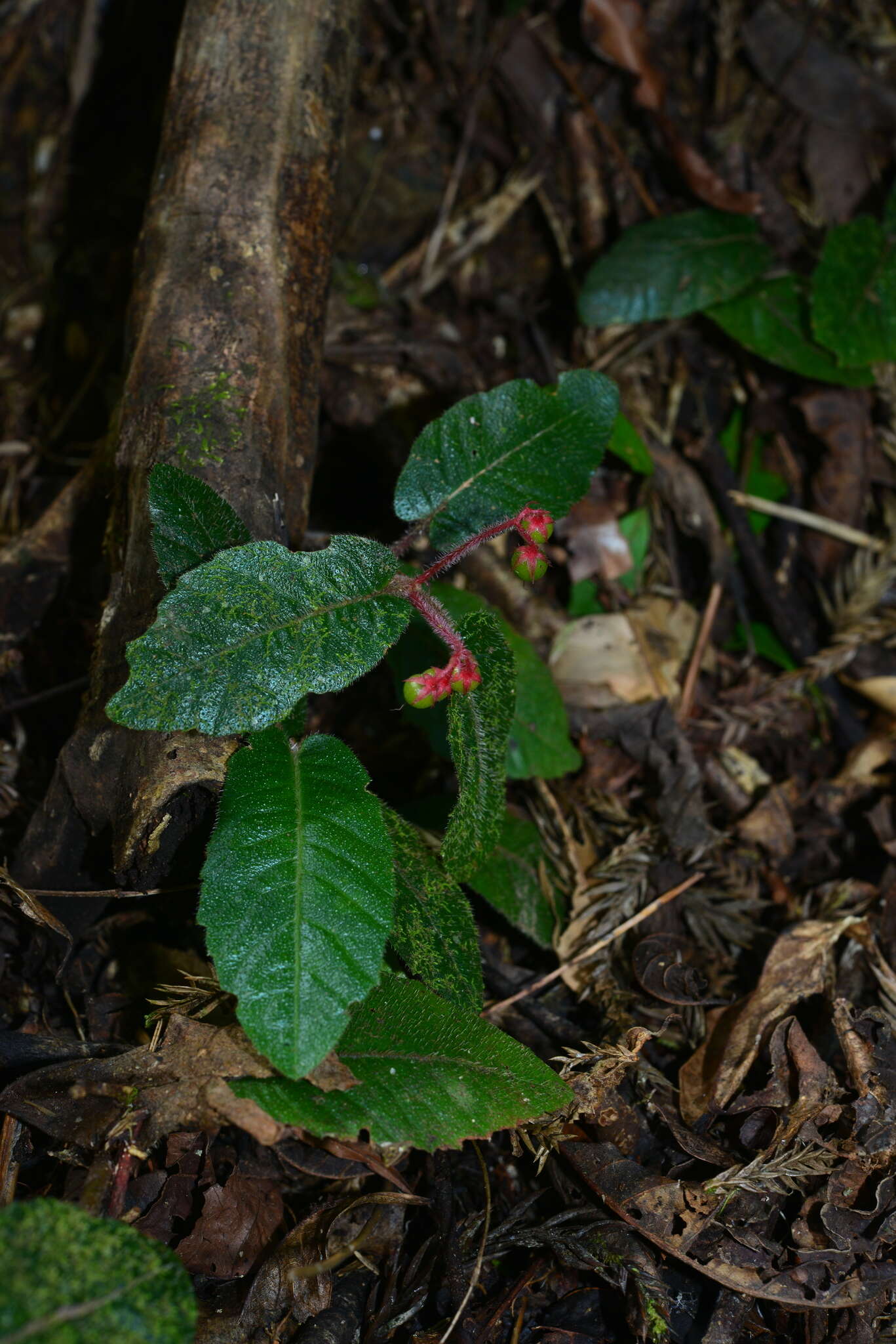 Image of Ardisia maclurei Merr.