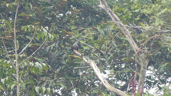 Image of Western Bronze-naped Pigeon