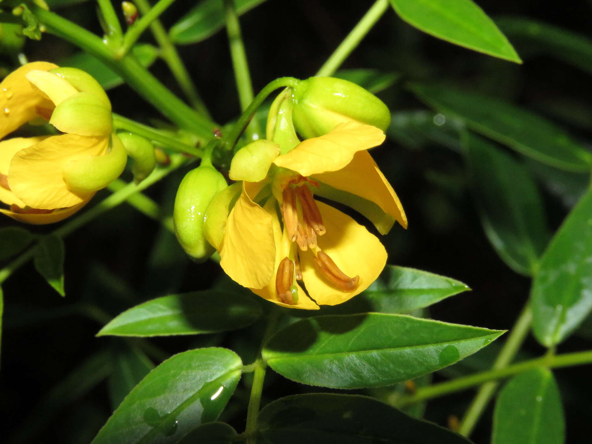 Image of privet senna