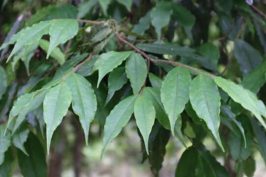 Image of Camellia salicifolia Champ. ex Benth.