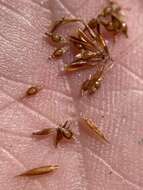 Image of Mosquito Bead Sedge