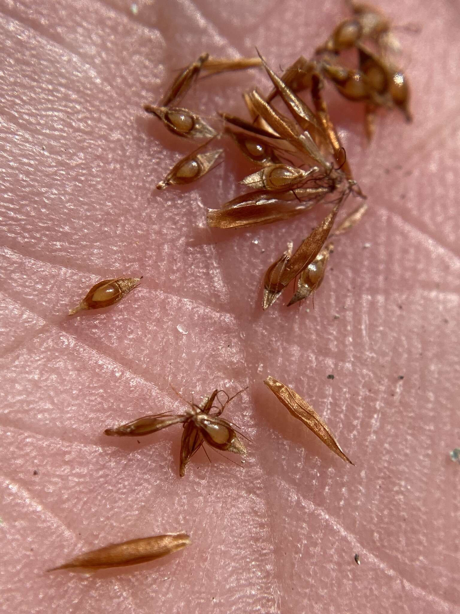 Image of Mosquito Bead Sedge