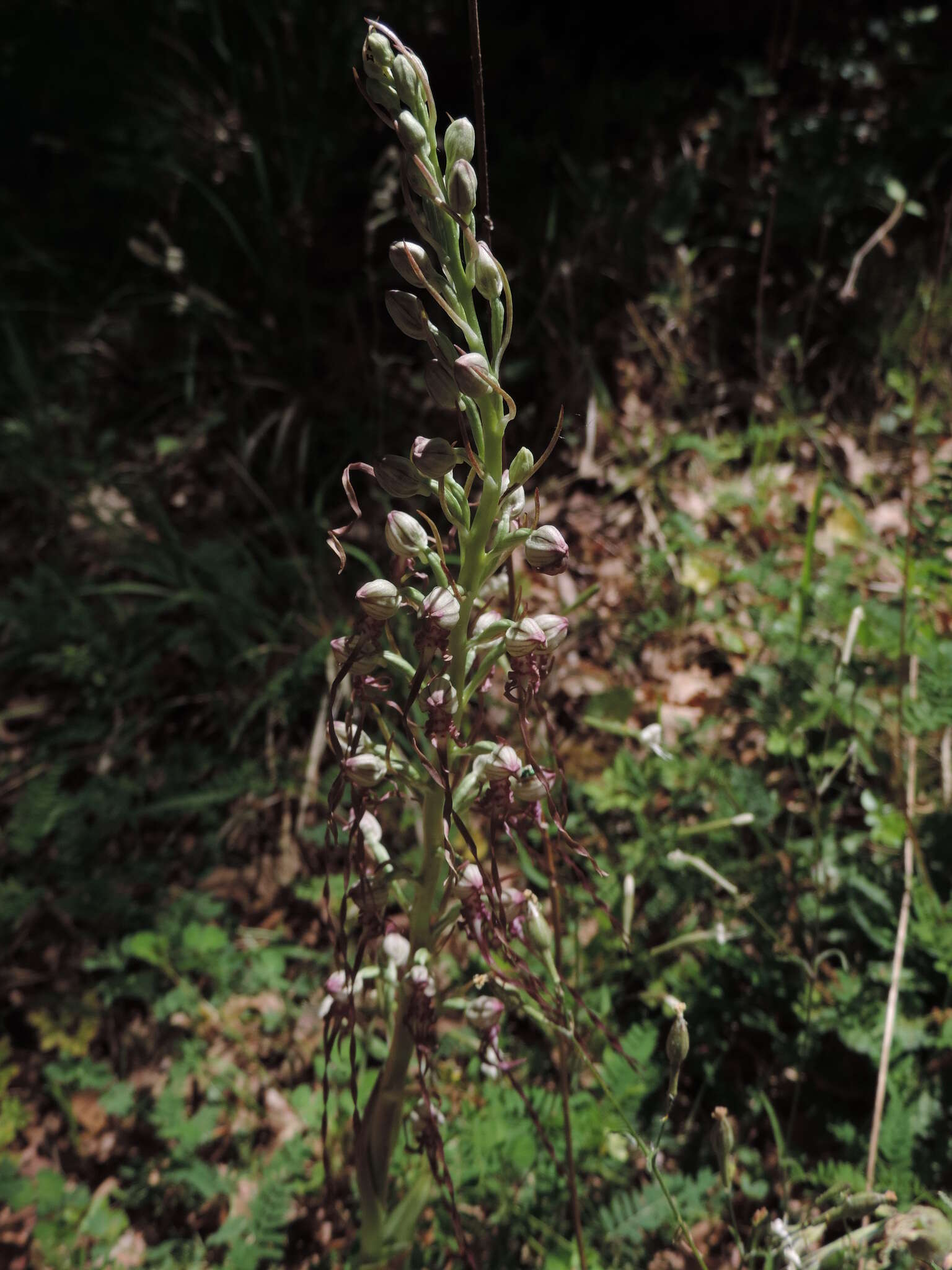 Himantoglossum adriaticum H. Baumann resmi