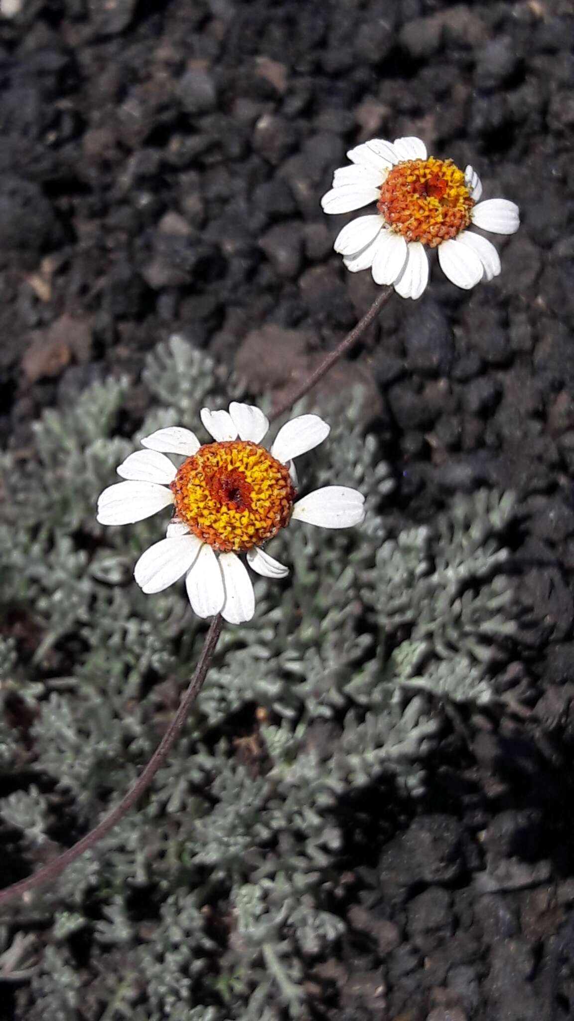 Image of Anthemis aetnensis Schouw