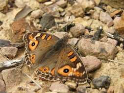 Image of Meadow Argus