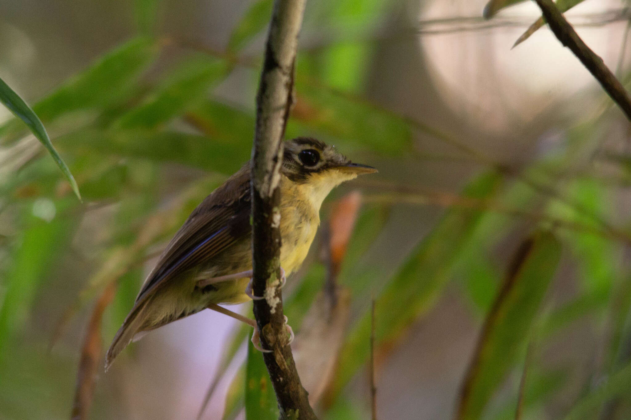 Image of White-throated Spadebill