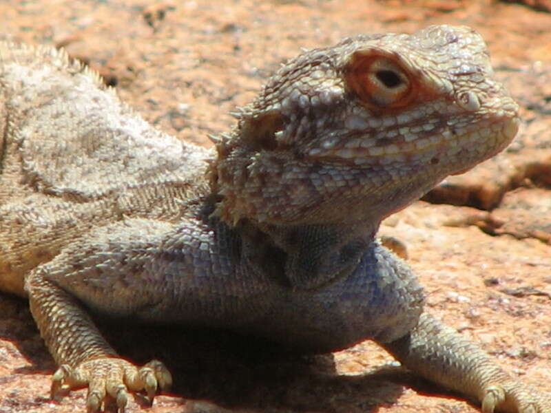 Image of Southern Rock Agama