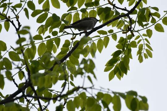 Image of Russet Sparrow