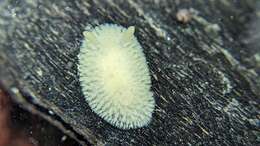 Image of Onchidoris evincta (Millen 2006)