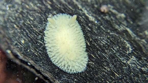 Image of Onchidoris evincta (Millen 2006)