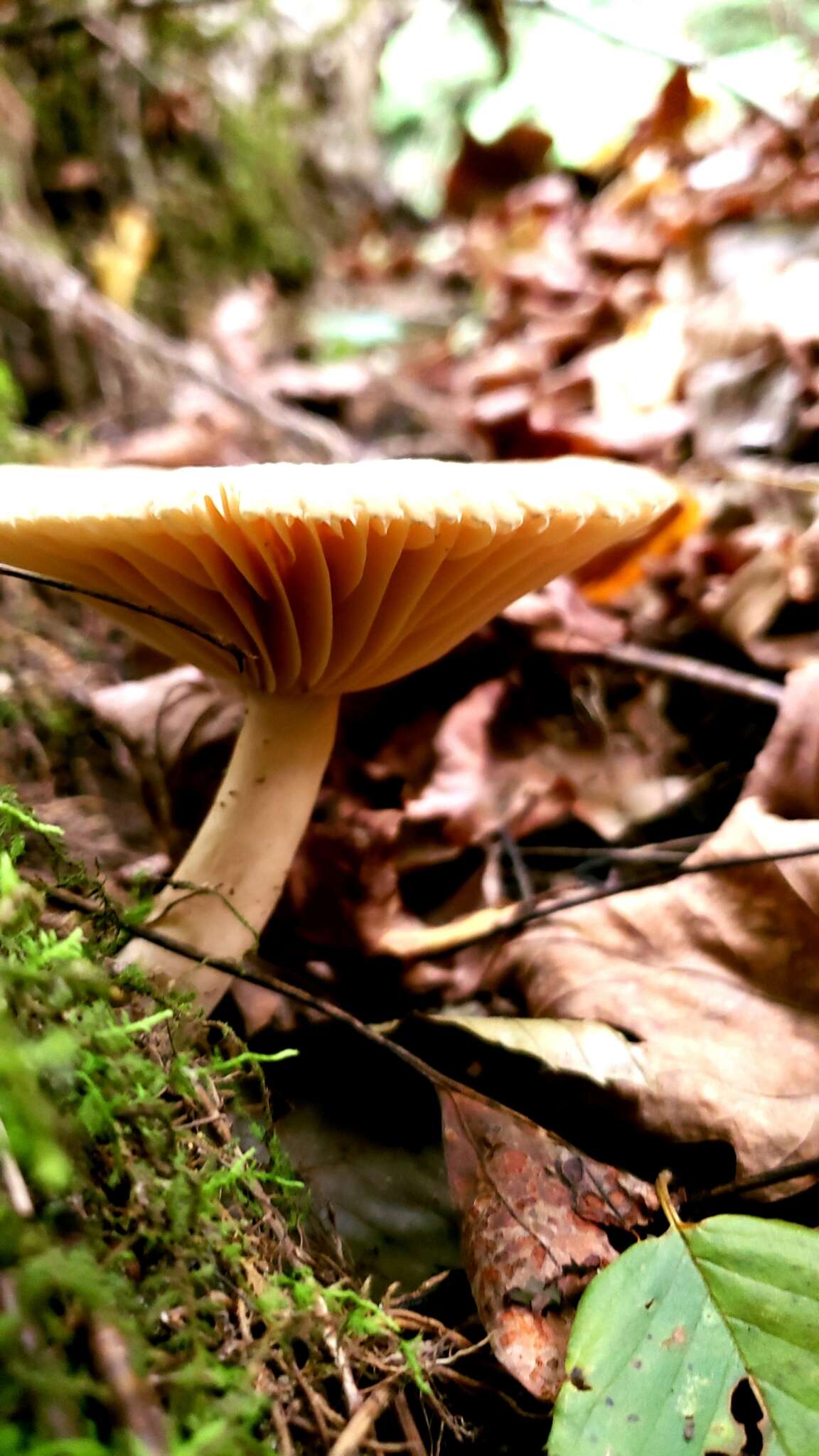 Image de Lactarius subplinthogalus Coker 1918