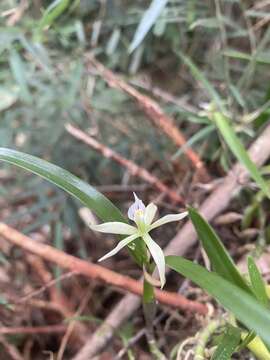 Image of Prosthechea calamaria (Lindl.) W. E. Higgins