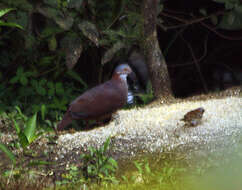 Image of White-throated Quail-Dove