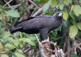 Imagem de Gavião-preto