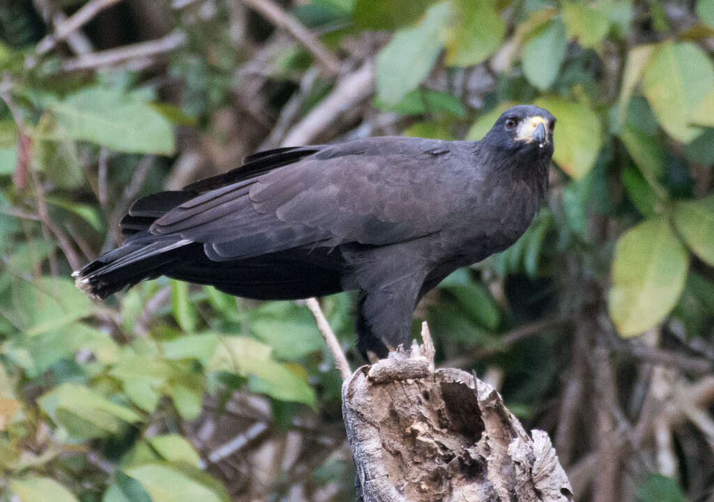 Imagem de Gavião-preto