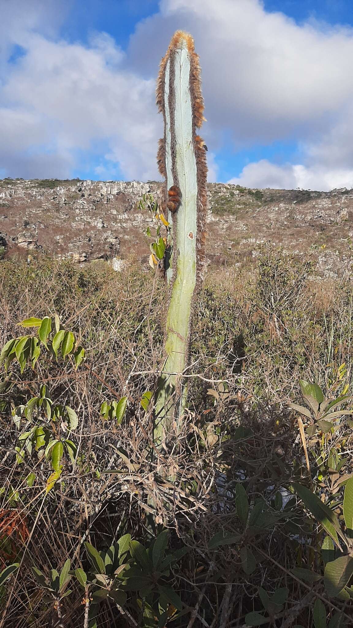 Pilosocereus fulvilanatus (Buining & Brederoo) F. Ritter的圖片