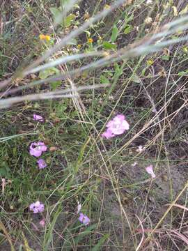 Image of stiffleaf false foxglove