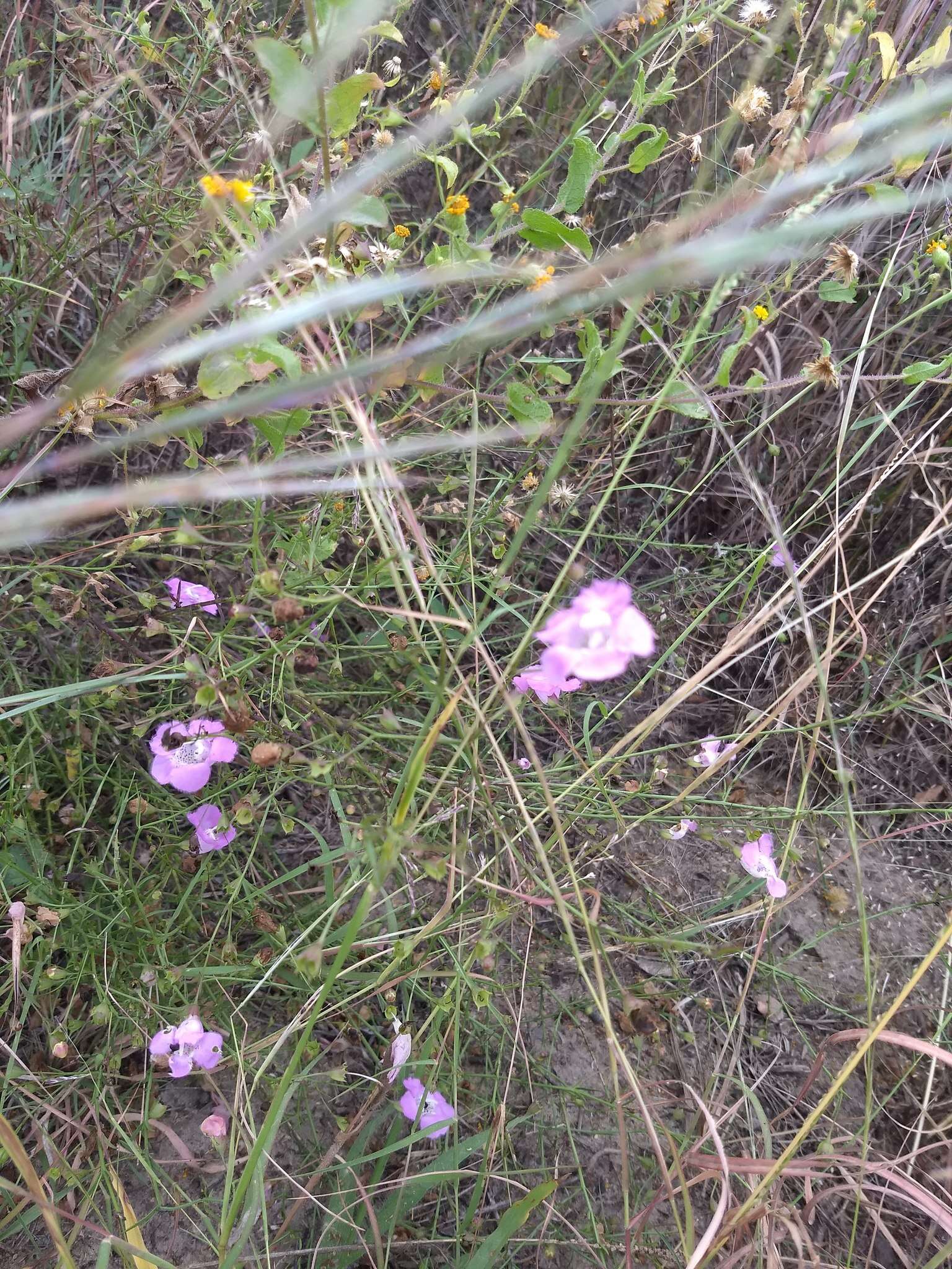 Image of stiffleaf false foxglove