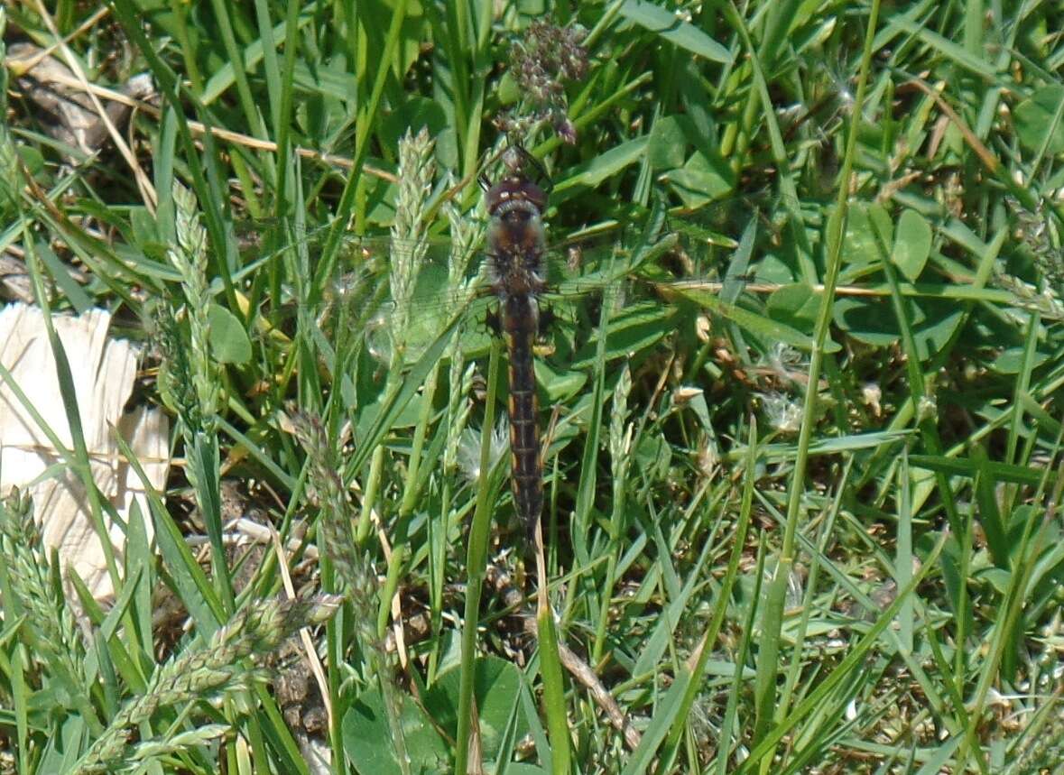 Image of Beaverpond Baskettail