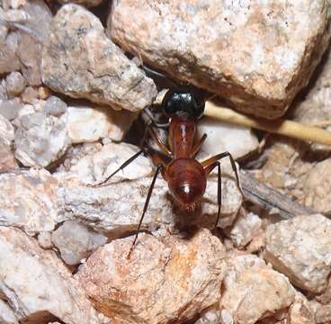 Image of Camponotus ocreatus Emery 1893