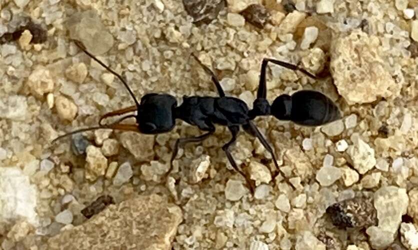 Image of Myrmecia clarki Crawley 1922