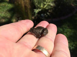 Image of Natal Dwarf Puddle Frog