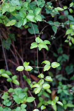 Image of Clematis formosana Kuntze