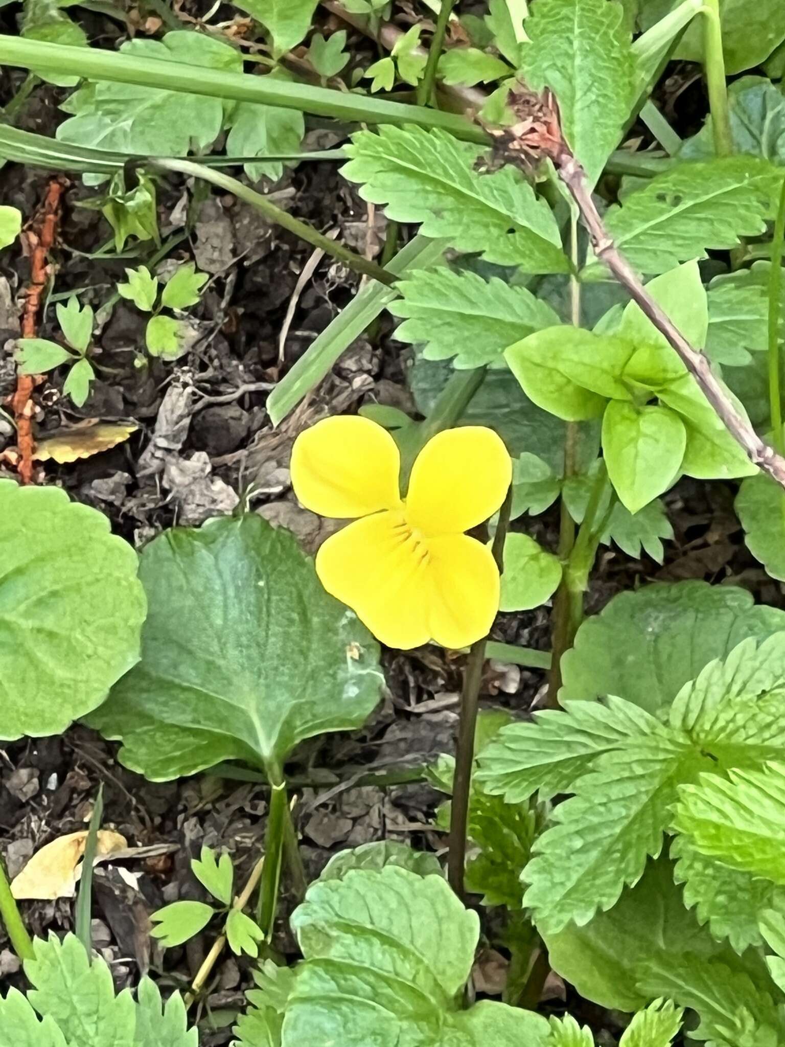 Image of Chilean yellow violet