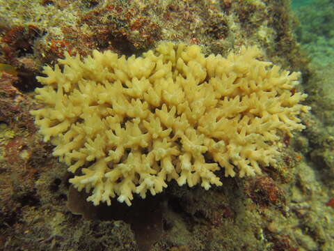 Image of Acropora caroliniana Nemenzo 1976