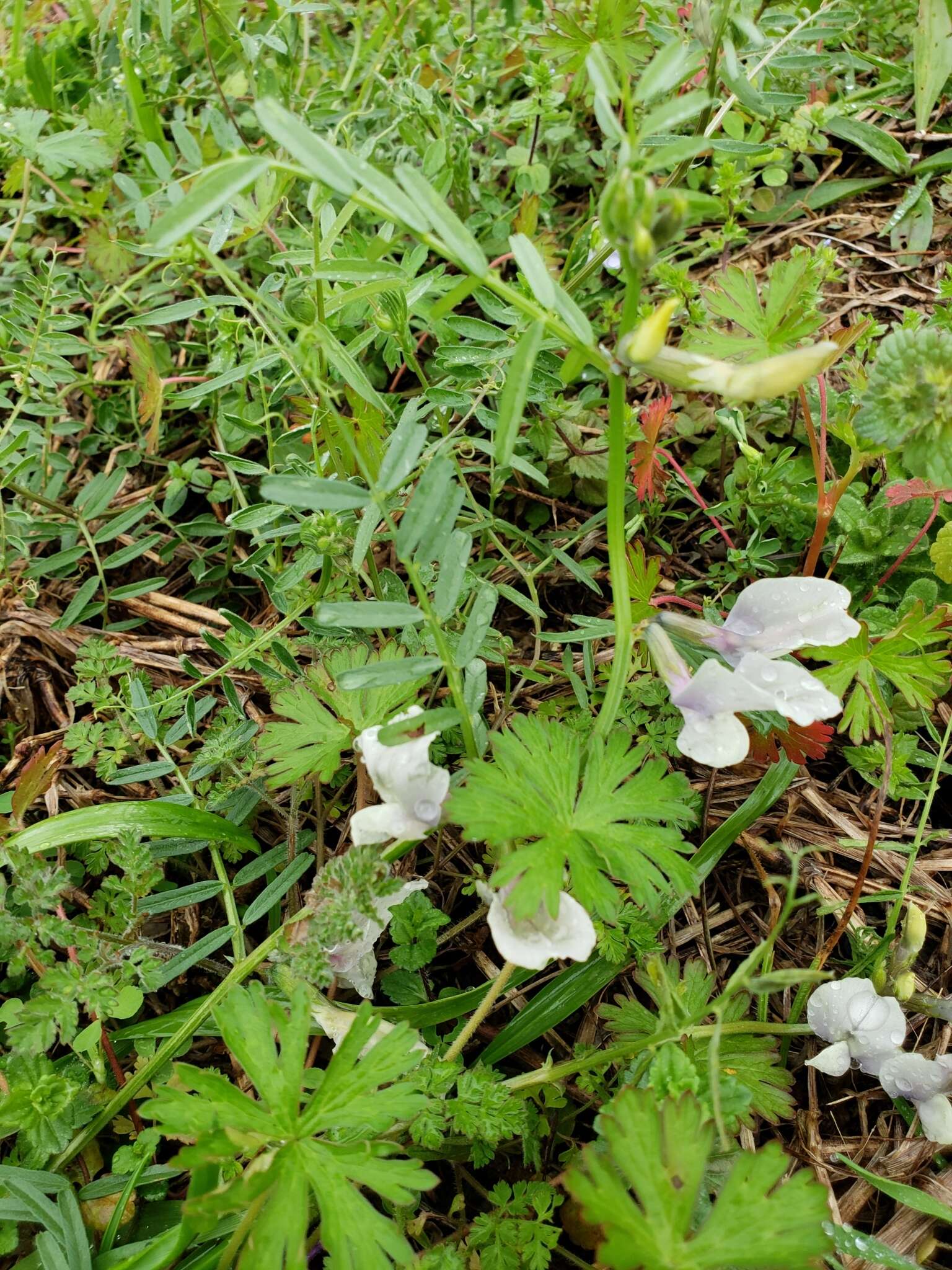 Image of large yellow vetch