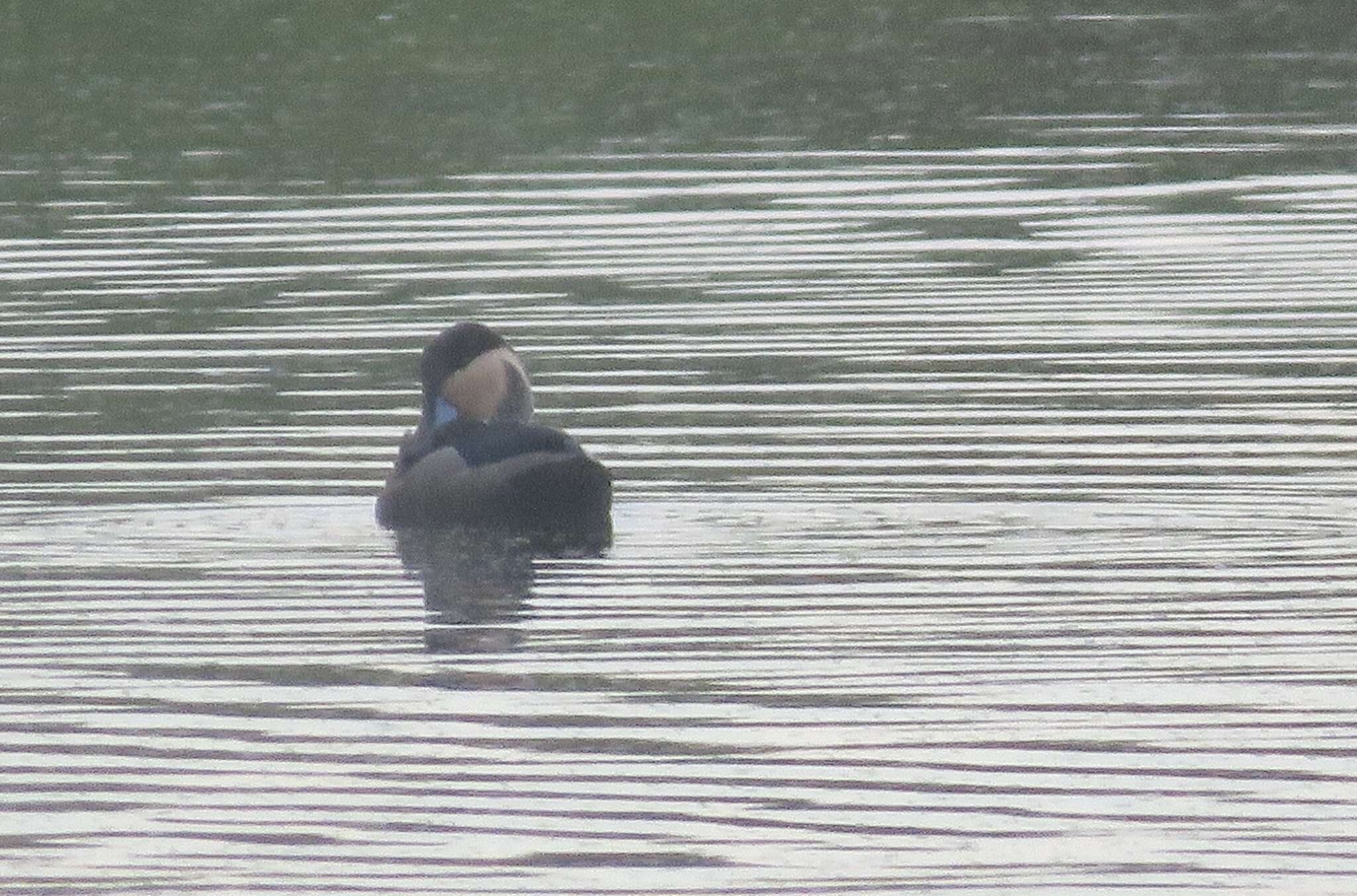 Image of Blue-billed Teal