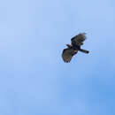 Image of Philippine Honey Buzzard