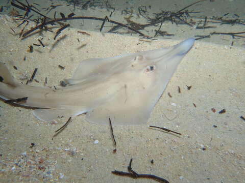 Image of Guitarfish