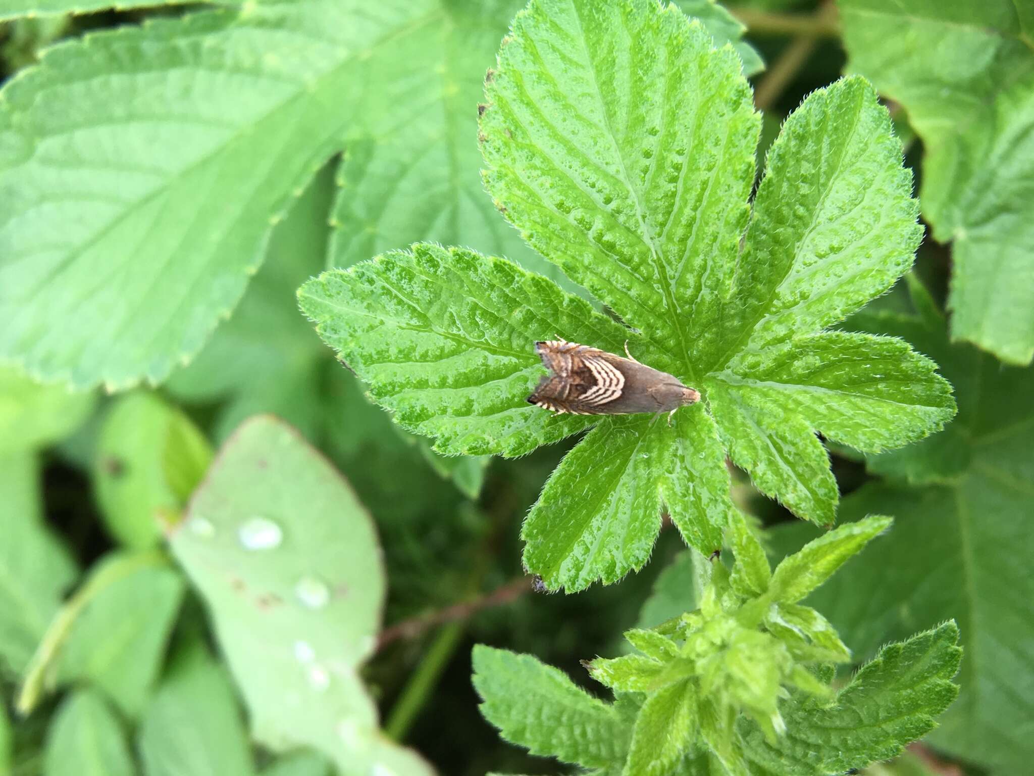 Image of Eurasian Hemp Moth