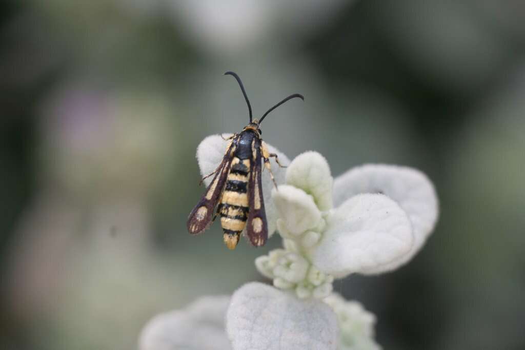 Imagem de Chamaesphecia masariformis Ochsenheimer 1808