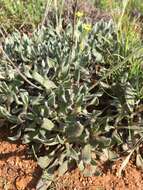 Image of Eriogonum hieracifolium Benth.