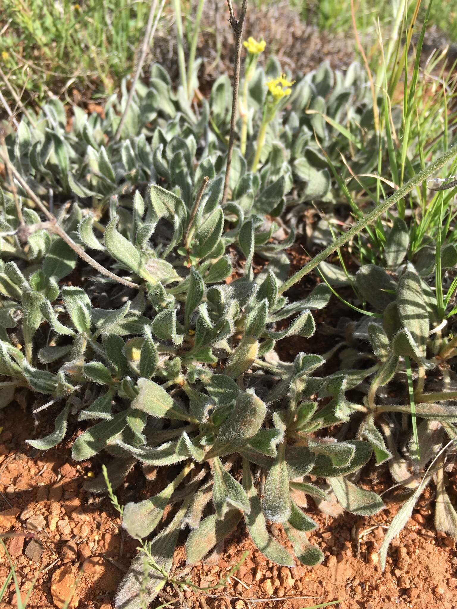 Image of Eriogonum hieracifolium Benth.