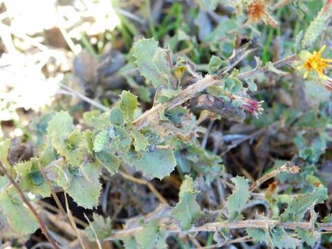 Image of sawtooth goldenbush