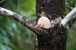 Sivun Tropidophora articulata (Gray ex Griffith & Pidgeon 1833) kuva