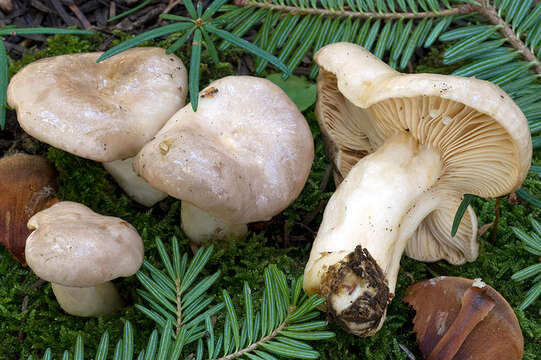 Image of Lactarius albocarneus Britzelm. 1895