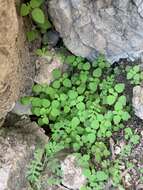 Image of Arizona fiestaflower