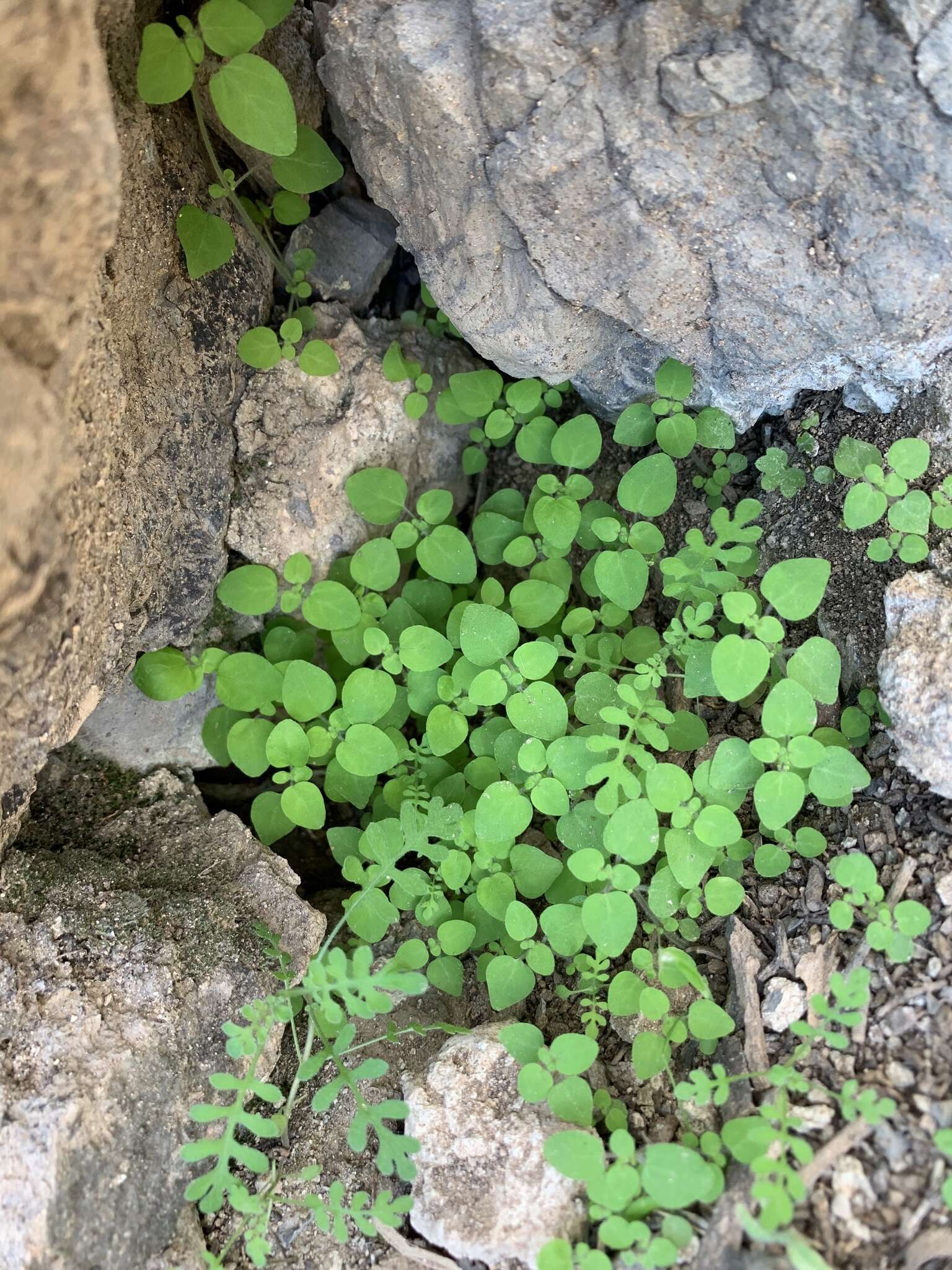 Image of Arizona fiestaflower