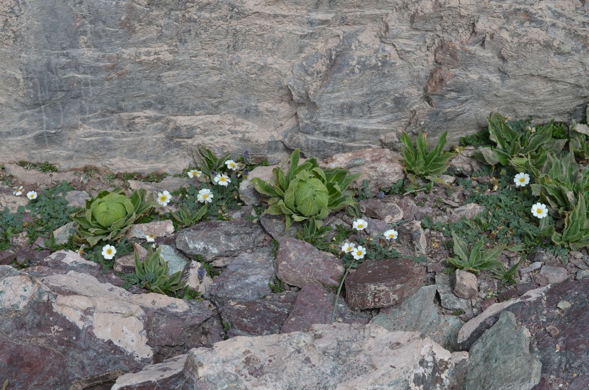 Image of Callianthemum alatavicum Freyn